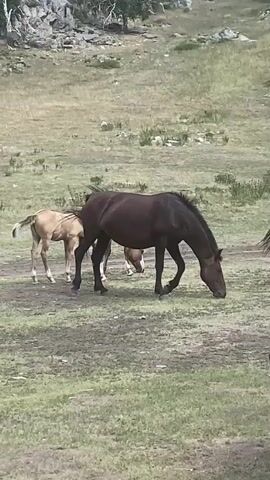 This video shows a pastoral scene with several horses in a grassy field. In the foreground, a dark brown horse is grazing with its head down. To its left, a lighter-colored foal stands near the adult horse, its head also lowered as if it might be nursing or also grazing. In the background, there is another horse partially visible. The environment is a hilly, open field with dry grass and some rocky outcrops. The lighting suggests it is daytime.