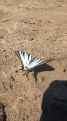 Butterflies and lakeside moments captured in Chaikovsky, Russia