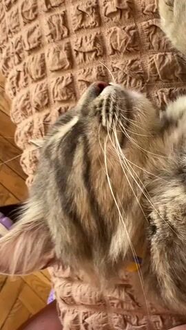 A close-up shot of a cat's face, looking upwards and to the right, with its eyes closed. The cat has grey and brown tabby markings and long white whiskers. A portion of a person's arm and leg are visible in the lower left corner, resting on a textured, beige surface that appears to be a blanket or cushion. The cat is also resting on this surface. The background is a blurred wooden floor. The cat has a small red mark on its nose.