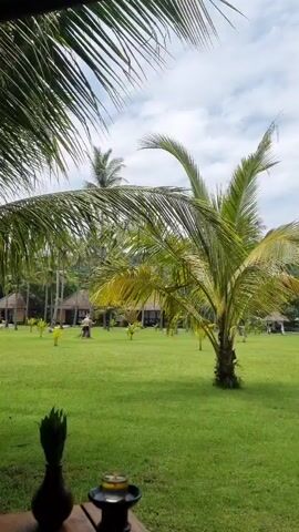 The video shows a lush green lawn dotted with young palm trees, with a few larger palm trees and some buildings in the background under a sky with scattered clouds. Some palm fronds are visible in the foreground. A small, dark object sits on what appears to be a wooden surface in the lower left of the frame. A person is seen briefly moving around on the lawn in the distance.