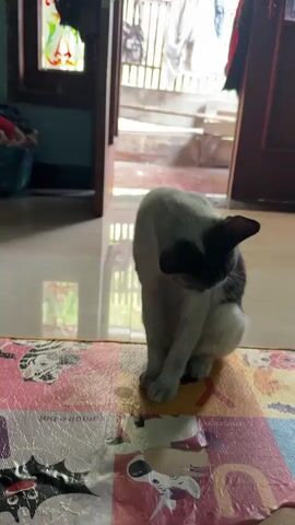 A black and white cat is sitting on a colorful mat in a dimly lit room. The cat is grooming itself, licking its leg. In the background, a doorway leads to a brighter area with stairs and sunlight streaming in.