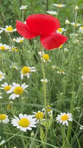 The video shows a close-up view of a single red poppy flower in full bloom. The poppy has delicate, papery red petals and a dark center. It stands tall on a slender, hairy green stem. The poppy is surrounded by a field of white daisies with yellow centers. The daisies are also in bloom and appear to be in various stages of opening. The background is a blur of green foliage and other wildflowers, suggesting a natural, outdoor setting. The lighting is soft and diffused, indicative of an overcast day or early morning. There are no people or animals visible in the video. The focus is entirely on the flowers and their natural environment.