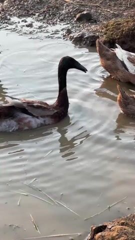 A group of ducks are in a muddy puddle. The duck in the foreground has a dark brown head and neck with a white and brown body. It is facing to the right. Behind it, three other ducks are in the puddle. Two of these ducks have their heads down in the water, likely feeding. The other duck is partially visible at the far right of the frame. The environment appears to be outdoors with dirt and dry grass surrounding the puddle. The water is murky and reflects the sky.