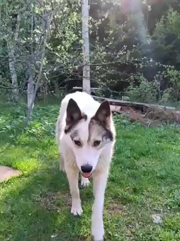 A white and gray dog is standing on a lawn and panting in the sun. It has a black nose and pointed ears. There are trees in the background. The camera zooms in on the dog's face.