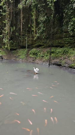 Visitor documents Tegallalang waterfall and decorated shrine in Indonesia