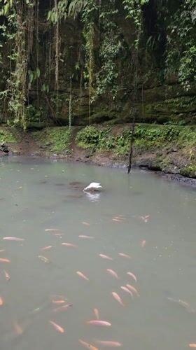 Visitor documents Tegallalang waterfall and decorated shrine in Indonesia