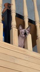 Woman and Sphynx cat Klopa spotted in Vladimir home