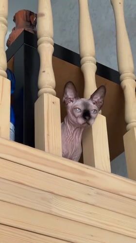 Woman and Sphynx cat Klopa spotted in Vladimir home