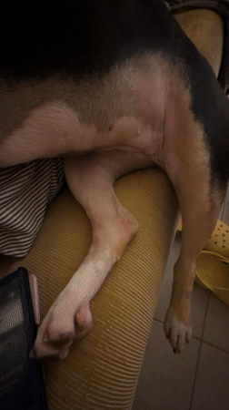Woman relaxes with dog on couch in Tel Aviv