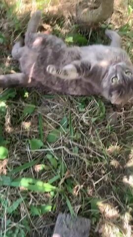 The video shows a gray tabby cat rolling on its back in dry grass and dirt. The cat is playful, with its mouth open and front paws in the air. It is outdoors, with a tree branch and green leaves visible in the background. The ground is covered in grass, dirt, and some fallen leaves and twigs. A piece of wood and a blue hose are also visible. The sunlight casts shadows on the ground, suggesting it is daytime. The video appears to be shot from a high angle, looking down at the cat.