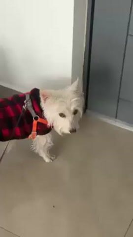 A small, white dog wearing a red and black plaid coat and an orange harness stands on a light-colored tile floor. The dog is leashed and looks towards the camera. A white wall is visible behind the dog, and a gray door is to the dog's right.