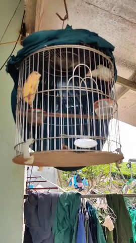 A wire birdcage with a wooden base hangs from a metal hook, positioned in front of a light green wall. Inside the cage, two birds perch on a branch, while a blue cloth drapes over the top half of the cage. Below the cage, clothes hang on a rack. The environment appears to be outdoors.