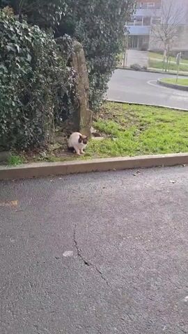 The video shows a tan and white cat sitting at the edge of a patch of grass.  Behind the cat is a green ivy-covered wall, as well as a small, gray pillar.  To the cat's right is a concrete curb that borders the grass.  In front of the cat is an asphalt surface, which appears to be a road or sidewalk.  Beyond the grass and across the road, is another grassy area, as well as a multi-story building.  The day is sunny and the cat is sitting still, looking around.