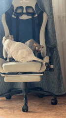 Two cats claim gaming chair in indoor setting