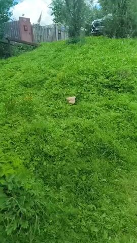 A chicken walks through a grassy, hilly area with scattered yellow flowers. In the background, there is a wooden fence, a structure resembling a small building, and a vehicle. The chicken is light brown and white. The sky is visible in the upper left corner and appears cloudy.
