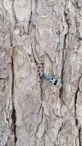 A video captures a close-up view of a longhorn beetle on tree bark. The beetle is light gray with black spots and has long antennae. It is positioned vertically on the textured bark. The video appears to be a still shot with no discernible movement.