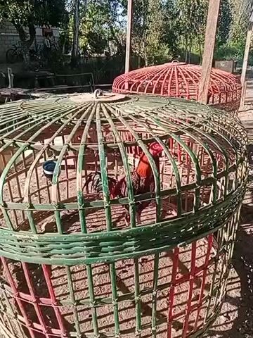 A rooster is displayed in a large, woven cage. The cage is cylindrical with a domed top. The rooster appears to be a fighting rooster, with iridescent plumage and a prominent comb and wattle. The cage is made of bamboo and has a green and red painted finish. Another similar cage, painted red, is visible in the background. The cages are set on a dirt ground, and the background shows trees and vegetation, suggesting an outdoor rural setting. The lighting indicates it is daytime.