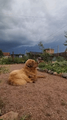 Rural Russian afternoon with dog and insect art