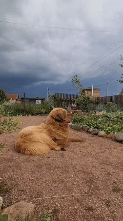 Rural Russian afternoon with dog and insect art