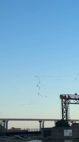 Stone-skipping and bird migration observed simultaneously in Russian riverside town
