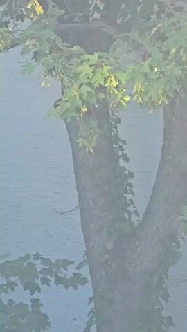A squirrel is perched on the branch of a tree. It is partially obscured by leaves and branches. The background is a light blue wall. The lighting is dim and hazy.