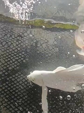 The video shows two fish swimming in an aquarium. The first fish is white and has a long, flowing tail. The second fish is orange and white and is smaller than the first fish. Both fish are swimming near the surface of the water, and there are bubbles rising from the bottom of the tank. The background of the tank is dark, and there is a black mesh structure at the bottom. The fish appear to be healthy and active.