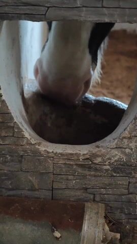The video shows a close-up view of a cow's muzzle as it sticks through a circular opening in a brick wall. The muzzle is predominantly white with pink nostrils. The opening is framed by a white interior and a gray brick exterior. Inside the enclosure visible through the opening is straw. A rusty metal object is visible near the bottom of the frame. Background chatter is audible in the audio.