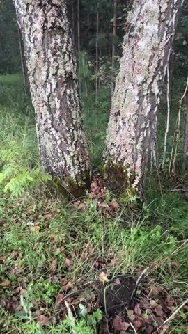 The video displays a close-up view of two birch trees growing together, their trunks intertwined near the base. The trees are covered in distinctive white and black bark, with patches of green lichen. The ground around the trees is covered in green grass, fallen leaves, and some exposed soil. In the background, other trees, possibly pines, are visible, creating a dense forest setting. The sky, a soft blue, is visible through the canopy of leaves at the top of the frame, suggesting an outdoor environment during the day. The camera moves slightly, offering a pan and tilt of the scene, but there are no people or discernable actions occurring. The overall impression is of a natural, undisturbed forest environment.