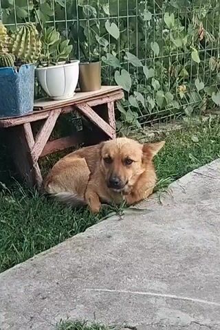 A medium-sized, light brown dog lies on its side in the grass, looking towards the right. The dog is resting in the shade of a small, reddish-brown wooden bench. On the bench are three potted plants: a cactus, a white pot, and a brown pot. Behind the bench is a green metal fence covered in vines and leaves. The ground in front of the dog is a concrete path. The lighting suggests it is daytime.