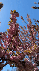 Cherry blossoms in full bloom captured by witnesses