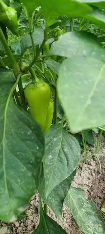 A close-up video shows green peppers growing on a plant. The peppers are young and green, with a slightly pointed shape. The leaves of the plant are large and green, with some white speckling visible on the surface. The ground beneath the plant appears to be dry soil. The video pans slightly, showing multiple peppers on the same plant, as well as a small white flower. The overall impression is of a healthy pepper plant in a garden setting.