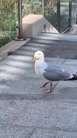 Here is a concise description of the video:

The video shows a single seagull walking on a grey tiled surface. It has white and grey feathers, a yellow beak, and pinkish legs. The seagull walks towards a metal railing post. It pecks at the base of the post, then steps back and looks around. The background includes green foliage. The video is taken outdoors in daylight.