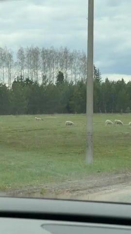 The video, shot from inside a moving vehicle, captures a pastoral scene through the windshield. A green, grassy field occupies the mid-ground, where several sheep are grazing. Most sheep are white, but one darker, possibly black or dark brown, sheep is visible on the right side of the frame as the vehicle passes.

In the background, a dense line of coniferous trees forms a dark green border, topped by a row of taller, deciduous trees with bare branches, suggesting either early spring or late autumn. The sky is overcast with light grey clouds.

A utility pole stands vertically on the right side of the frame, partially obscured by the car's interior. The edge of a road or track is visible in the foreground, below the field. Parts of the car's dashboard and rearview mirror are visible in the bottom and top right of the frame, respectively, indicating the viewer's perspective from within the vehicle. The overall impression is a peaceful rural landscape.