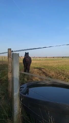 A medium shot shows a brown horse in a field. The horse is behind a barbed wire fence and a gray plastic water trough. The field is mostly brown with patches of green grass. The horse is facing the camera initially, then turns to the left and walks. The sky is blue and cloudless. The horse has a dark mane and tail and is wearing a halter. The fence is made of wooden and metal posts and barbed wire.