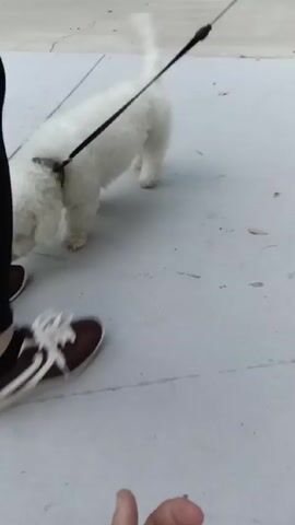 A person is holding the leash of a small, white, fluffy dog named Shadow on a light gray paved surface. The person is wearing brown shoes with white laces. The dog is standing still, looking around, and its tail is wagging. The person is beckoning the dog with their hand.