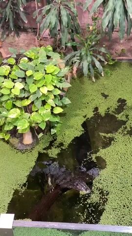 A submerged reptile, likely a crocodile or alligator, rests partially on a fallen tree trunk within a murky pond covered in dense green duckweed. The pond is surrounded by lush green foliage, including a large potted plant with trailing vines on the left and taller plants in the background. The scene appears to be an exhibit in a zoo or a similar controlled environment, indicated by a white railing in the foreground. The reptile is mostly submerged, with its snout and eyes visible above the waterline.
