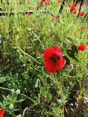 Red poppies bloom in field near Karnobat, Bulgaria