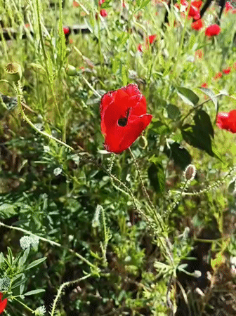 Red poppies bloom in field near Karnobat, Bulgaria