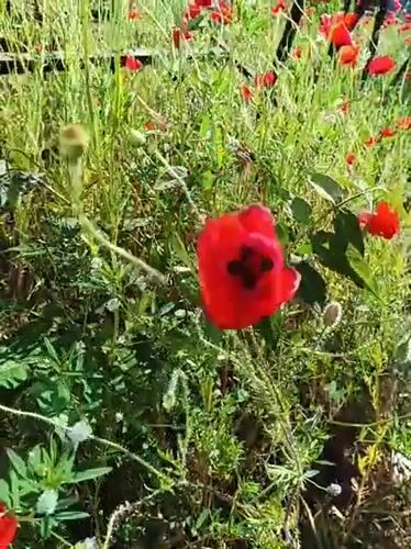Red poppies bloom in field near Karnobat, Bulgaria