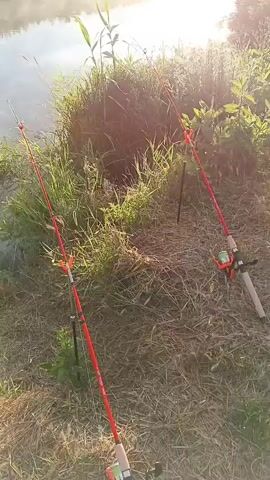 The video shows two red fishing rods set up on a grassy bank next to a body of water. The water is calm and reflects the sky, with some mist visible on the surface. The sun is shining, casting a warm light on the scene. The fishing rods are equipped with reels and are angled towards the water, indicating they are actively being used for fishing. The surrounding vegetation is green and lush, with tall grass and other plants growing along the bank. The overall impression is a peaceful and serene fishing setting.