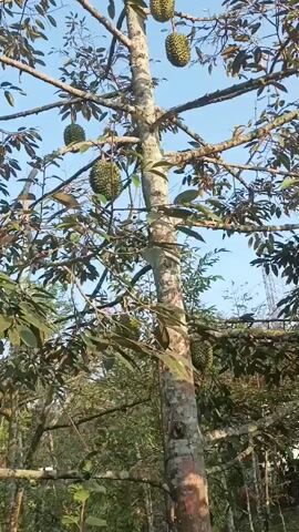 A durian tree laden with fruit stands tall against a clear blue sky. The camera pans slowly upwards, revealing numerous durians hanging from the branches. The tree's trunk is thick and textured, with branches extending outwards, supporting clusters of spiky, green fruit. The leaves of the tree are a deep green, some appearing darker or tinged with red. Sunlight filters through the leaves, casting dappled shadows. The surrounding environment appears to be an outdoor plantation or orchard, with glimpses of other trees and foliage in the background. The video captures the abundance of the durian harvest.