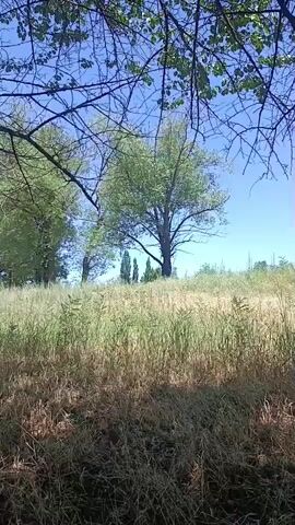 The video shows a natural scene with trees and tall grass under a clear blue sky. The camera pans slowly to the right, revealing a gentle hill covered in dry grass and some greenery. In the background, several tall trees stand against the sky, with their leaves rustling slightly in the breeze. The foreground is dominated by dry, straw-colored grass, with patches of green interspersed. The overall impression is one of a peaceful, sun-drenched landscape.