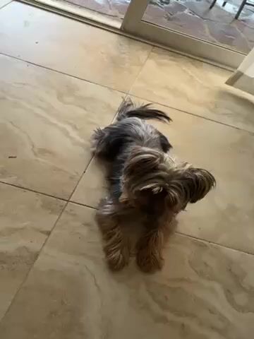 A small dog, likely a Yorkshire Terrier, is lying on a light-colored, patterned tile floor near a sliding glass door. It stands up and licks its nose. The outdoor area visible through the door appears to be a patio or yard. The dog has a mix of tan and gray fur.