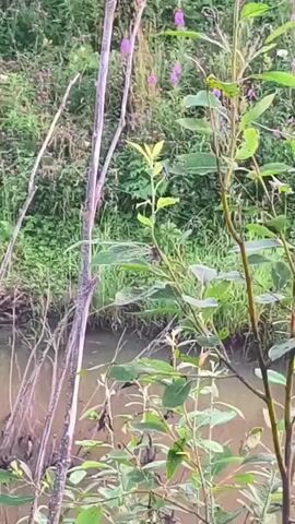 The video shows a natural scene with a shallow body of water in the foreground. The water is murky brown, and its surface is disturbed by ripples. Several thin, bare branches extend from the water's edge into the frame, some reaching upwards towards the top of the video. On the right side of the frame, a thin, greyish-brown tree trunk is prominent, with some green leaves attached to its upper branches. Behind the water and branches, a dense green foliage covers the background. Interspersed within the greenery are several small, bright pink flowers. The lighting suggests it is daytime, possibly overcast or early morning/late afternoon due to the soft light. No people or animals are visible in the frame. The overall impression is a tranquil, natural environment by a body of water, characterized by vegetation and dry branches.