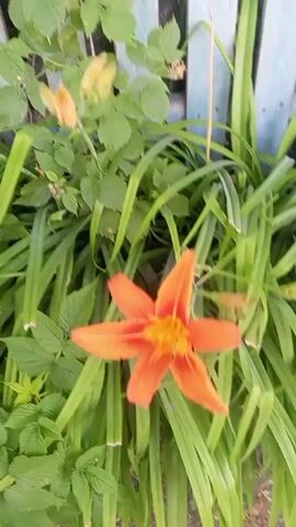 A close-up, vertical, handheld shot focuses on two vibrant orange lilies in full bloom, set against a backdrop of lush green foliage and a faded blue wooden fence. The camera appears to be positioned slightly above the flowers, moving slowly to reveal the intricate details of their petals and stamens. The lighting is natural, suggesting an outdoor setting during the daytime. The focus is sharp on the flowers, with the background elements gently blurred, creating a sense of depth and highlighting the beauty of the lilies. The overall impression is one of nature's delicate artistry captured in a serene, garden environment.