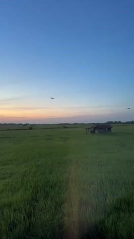 This media file captures a serene rural landscape at dusk in Ulla, Sri Lanka. The scene is dominated by a vast, verdant rice paddy field stretching towards a horizon marked by a faint line of trees. A small, rustic hut, appearing weathered and sparsely constructed, stands as the sole man-made structure in the open field, adding a touch of humble solitude to the scenery.

The sky transitions from a clear, deep blue overhead to softer hues of orange and pink near the horizon, indicative of sunset or twilight. A thin strand of what appears to be a power line stretches horizontally across the mid-ground, subtly contrasting with the natural elements. A solitary bird is captured mid-flight against the expansive sky. A power pole is visible in the far distance to the right of the hut.

The overall mood is peaceful and tranquil, evoking a sense of quietude and connection with nature. The lush green of the rice fields suggests a fertile environment, while the soft light of dusk lends a dreamlike quality to the scene. There is no visible text in the media file. The activity is passive observation of the natural environment and the simple dwelling within it.