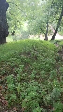 The video shows a path through a wooded area with trees and green foliage. The camera is moving, suggesting it is being held by someone walking. The path appears to be dirt and leaves. Sunlight filters through the leaves, creating dappled light on the ground. The overall atmosphere is natural and serene.