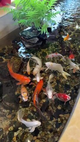 A fish pond with multiple koi fish swimming around rocks and aquatic plants. A young girl with long, gray hair and a pink hair tie is visible from behind, reaching towards the fish. The water is clear and the pond floor is covered with pebbles.
