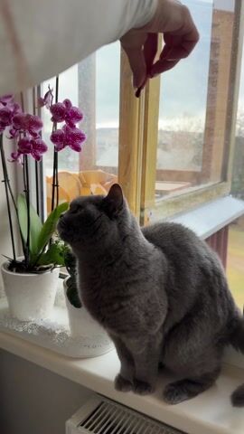 A hand in a white sleeve is holding a treat above a gray cat perched on a windowsill. The cat stands on its hind legs to reach the treat. To the left, a pot of purple orchids and a pot of green plants sit on the windowsill. Outside the window is a view of trees and a body of water under a cloudy sky. The background music is playing in a quiet setting.