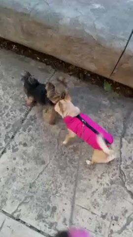 Two small dogs interact on a stone-paved surface near a concrete wall. One dog wears a bright pink jacket. The other dog is dark colored. The dogs sniff and circle each other. A pink leash is visible.